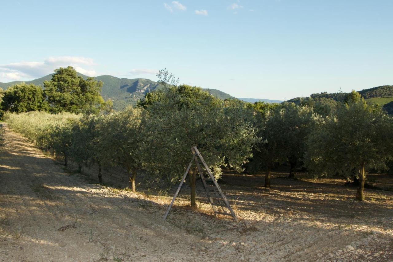 Mas Provencal La Serallere Au Coeur Des Oliviers Venterol  Eksteriør billede